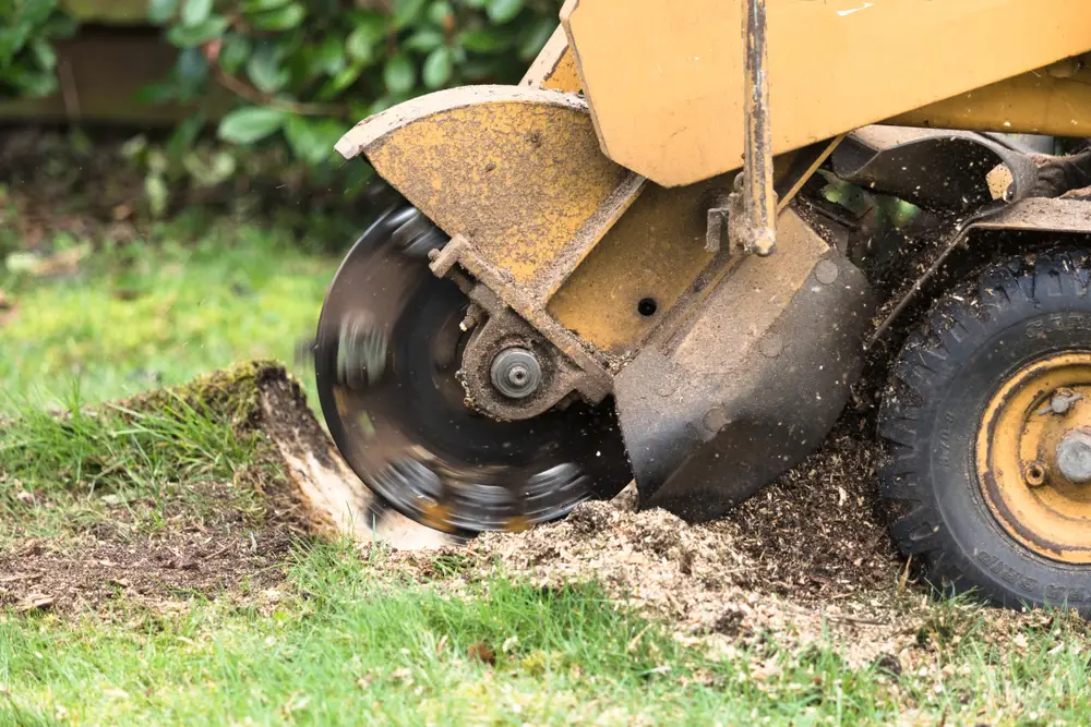 5 modern forestry techniques for efficient stump removal